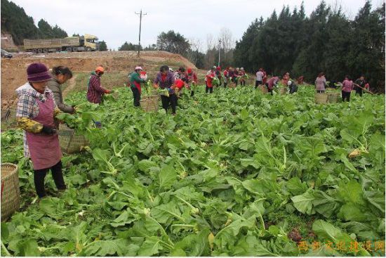 豐收的菜地里，這兒的農民好歡喜