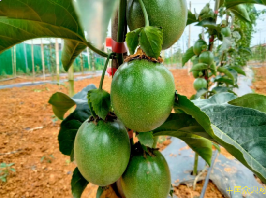 蒙思偉：讓南充當地百香果走進千家萬戶