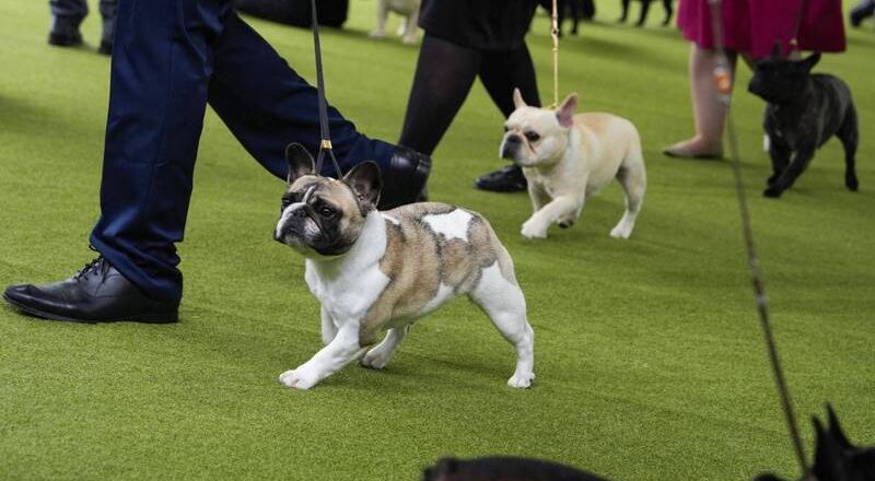 动保团体控告美国犬业俱乐部 宣扬犬只不健康身体特征