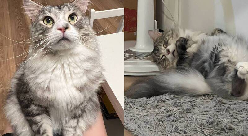 怒控猫咪遭「错误医疗致死」求偿20万 饲主提告动物医院院长吞败