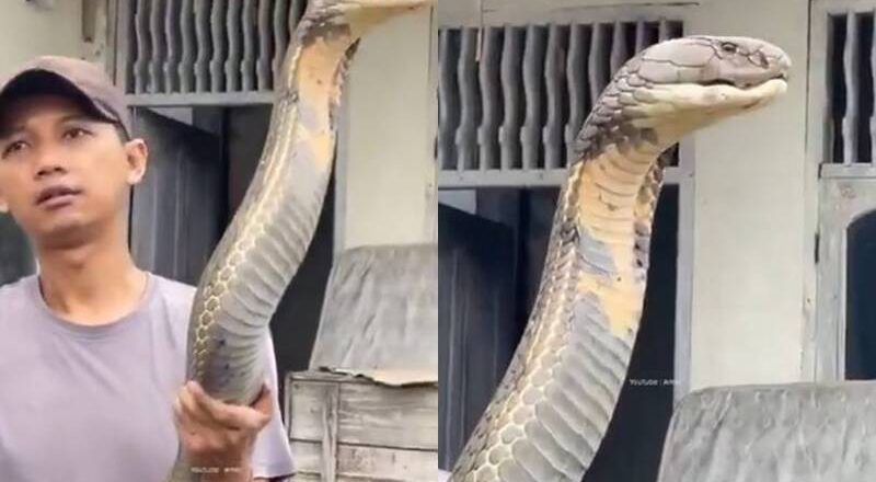 比人還大！印度男徒手抓超巨「眼鏡王蛇」影片曝