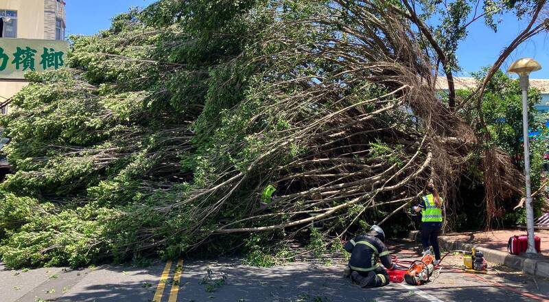 投縣國小路樹倒壓死騎士判國賠288萬 校方不上訴