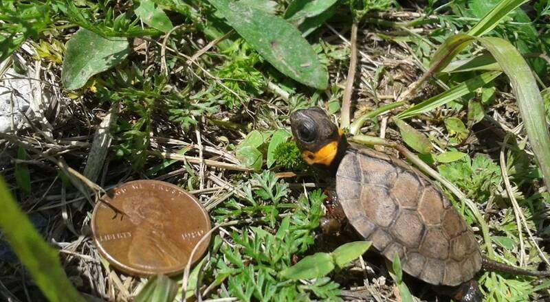新生兒僅硬幣大！北美最萌烏龜「沼澤龜」瀕絕 專家警告生態恐崩潰