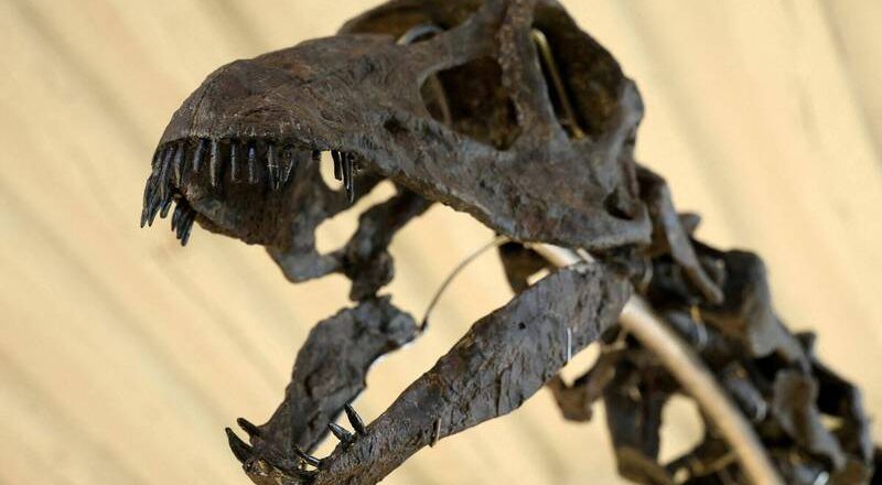 誰說恐龍只能猛吼！ 中國出土草食恐龍「這結構」 聲音竟如鳥叫