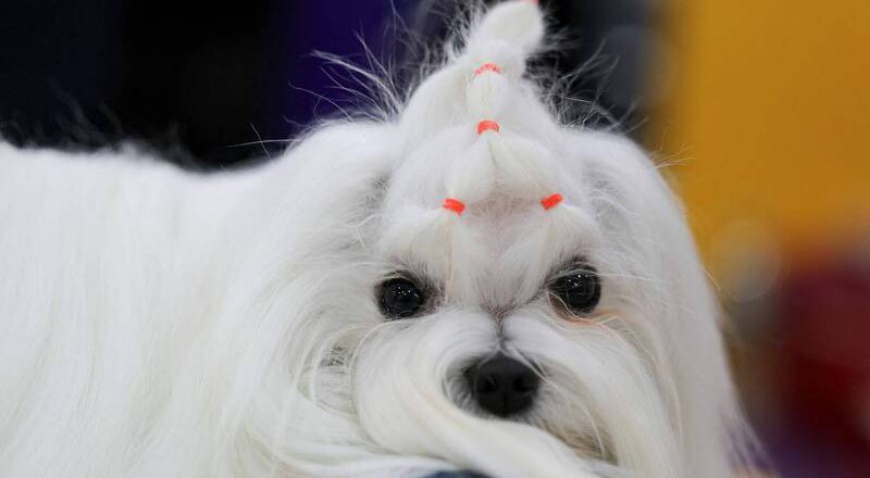 象徵時尚、有親密感! 南韓民眾偏愛小型純種犬