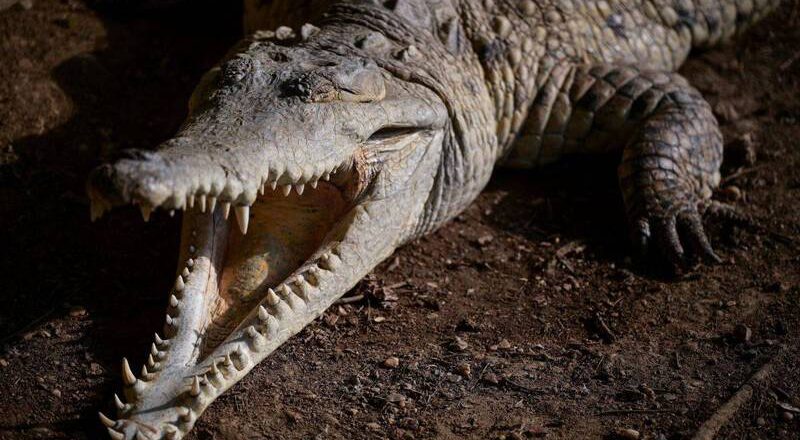 墨西哥14歲男孩掉落水道 慘遭鱷魚群活活咬死