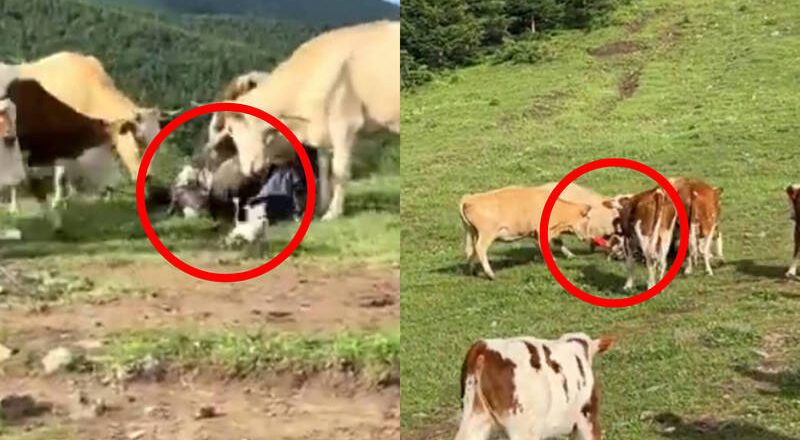 中國五台山喂吃牛肉乾、狂戳屁遭牛群反擊？當事遊客出面還原真相