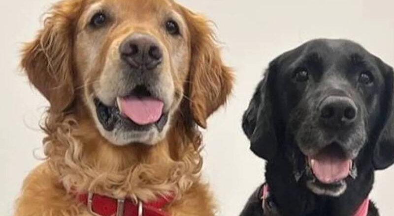 靈犬鼻子比儀器准？研究證實：狗狗嗅出帕金森氏症 準確率達98％