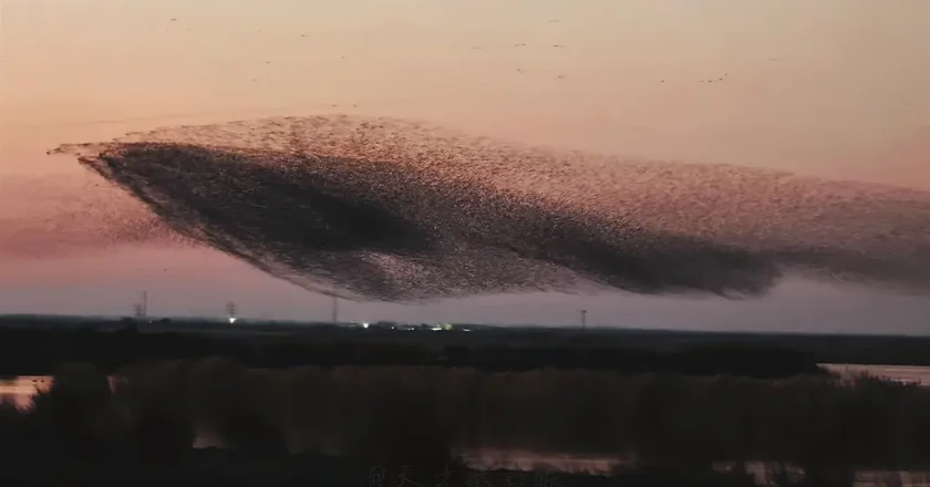 山东东营黄河口成“鸟类国际机场” 网友拍下“鸟浪化鲲”