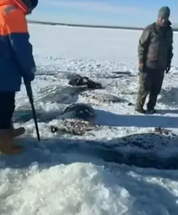 水库冰面下发现13匹冰冻马 主人：均为放养无保险
