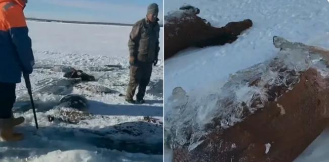离奇一幕:黑龙江13匹马集体被水库冰封死亡