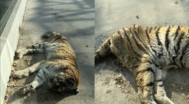 天津一动物园老虎“饿得皮包骨”？园方回应：“虎奶奶”老了