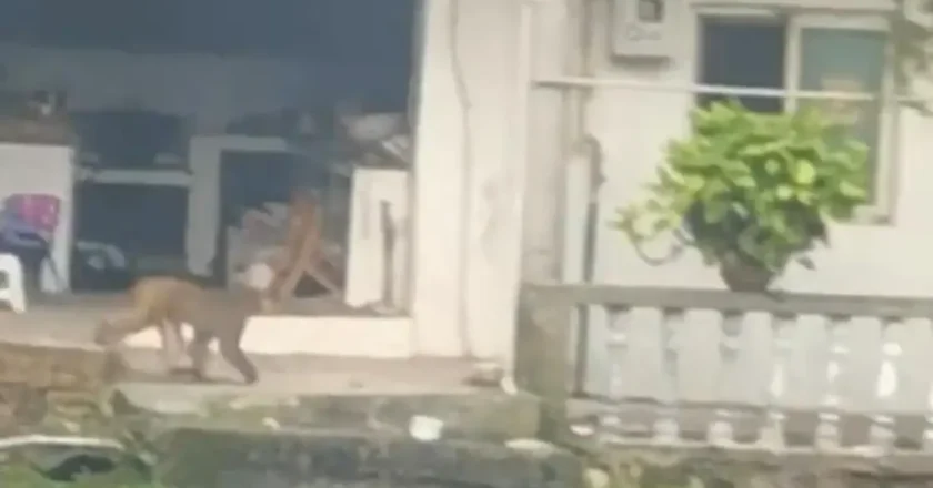 四川内江多地出现猴子 当地并无自然栖息地