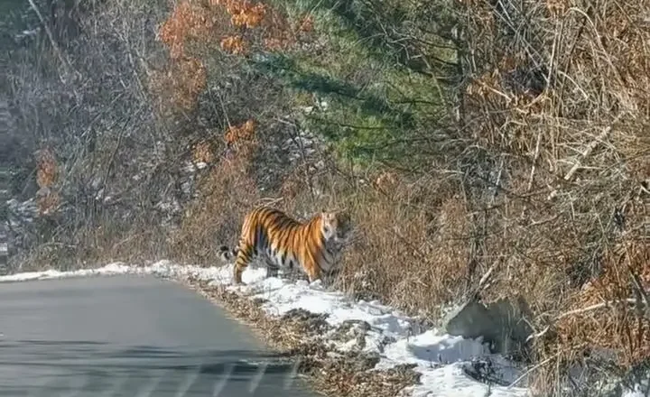 延边男子自驾偶遇拦路虎 对望数眼后老虎消失林间