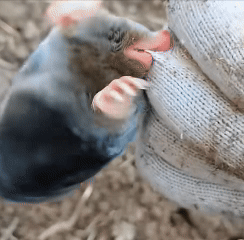 河南男子种地遭地爬子咬手套，曾被认为是“害兽”