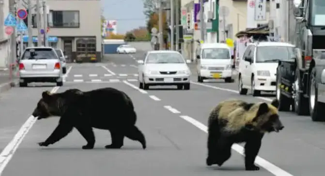 日本半年多捕杀近万头熊 焚烧厂直呼远超预期
